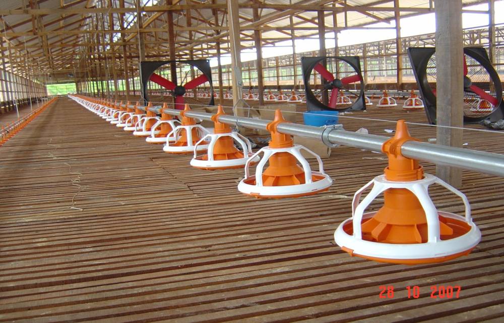 Papar Layer Farm
